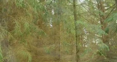 Çam ormanda yürüyüş. Orman doğa manzara steadicam.