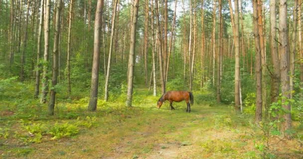 Caballo pastando en el bosque de pinos — Vídeo de stock