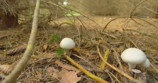 Paddestoelen in bos close-up glijdende schot — Stockvideo