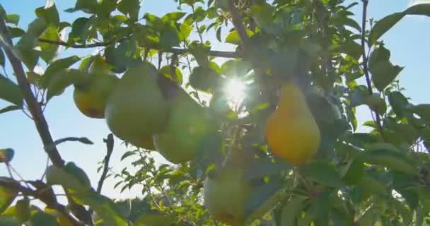 Poires suspendues sur une branche à la lumière du soleil — Video