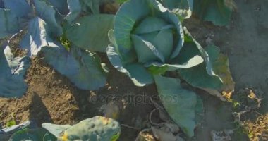 Lahana bahçesinde güneş ışığı altında büyüyor.