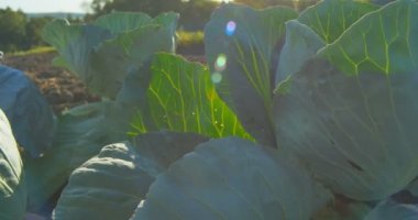 Lahana bahçesinde güneş ışığı altında büyüyor.