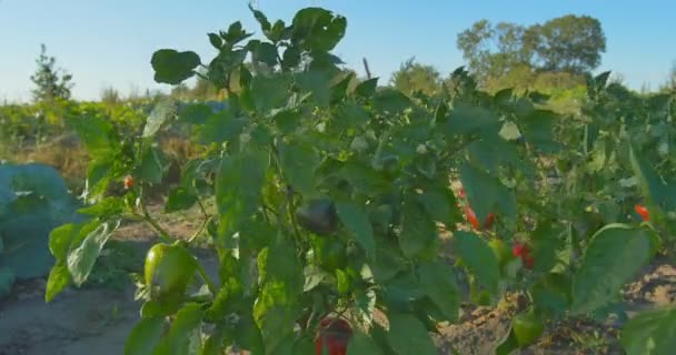 Pimientos rojos y verdes creciendo en el jardín al atardecer de la agricultura . — Vídeos de Stock