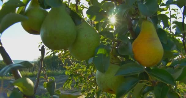 Päron hängde på en gren i solljus — Stockvideo