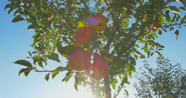 Äpplen som hänger på ett träd i solljus — Stockvideo