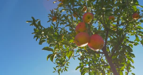 Apples hanging on a tree in the sunlight — Stock Video