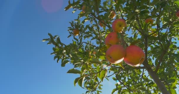 Manzanas colgando de un árbol a la luz del sol — Vídeos de Stock