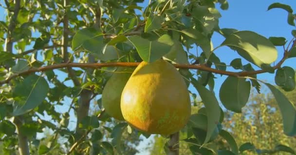 Poires suspendues sur une branche à la lumière du soleil — Video