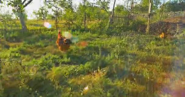 Inseguimento cazzo di pollo all'aperto, in esecuzione a seguito — Video Stock