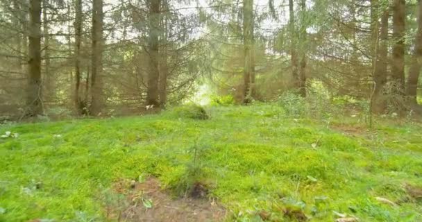 Wandelen in de dennenbossen. Forest natuur landschap steadicam. — Stockvideo