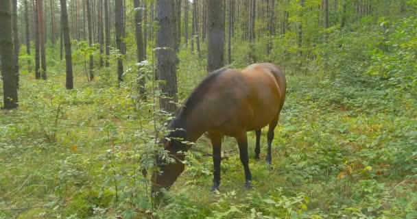 Le cheval broute dans la forêt de pins 