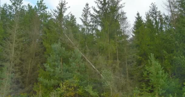 Bergerak sepanjang hutan pinus. Mengemudi dekat. Berawan . — Stok Video