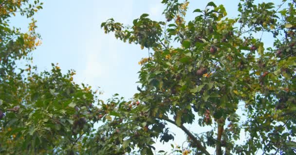 Плоды сливы, свисающие на дереве на закате — стоковое видео