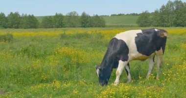 Yaz mera üzerinde çayırda çim inek yiyor.