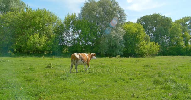 Kráva žere trávu na louce na letní pastviny. — Stock video