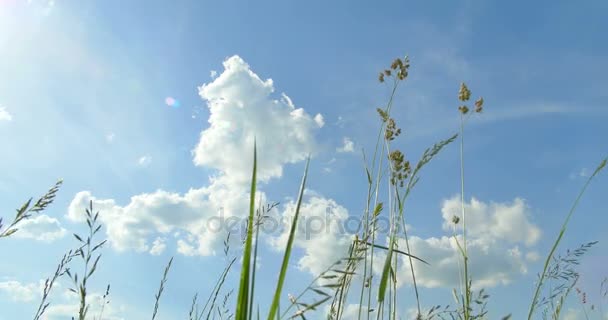 Vista de abajo hacia arriba. Hierbas salvajes. Nubes. Hermosa primavera . — Vídeo de stock