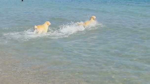 Ein Hund läuft an einem Strand ins Meerwasser. Labrador Retriever gehen kleinen Ball folgen. Spaß haben am Sommerwochenende. Zeitlupe. — Stockvideo