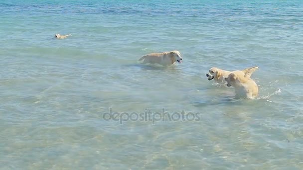 Een honden wordt uitgevoerd in een zeewater op een strand. Labrador retriever gaan volgen weinig bal. Plezier op weekend van de zomer. Slow motion. — Stockvideo