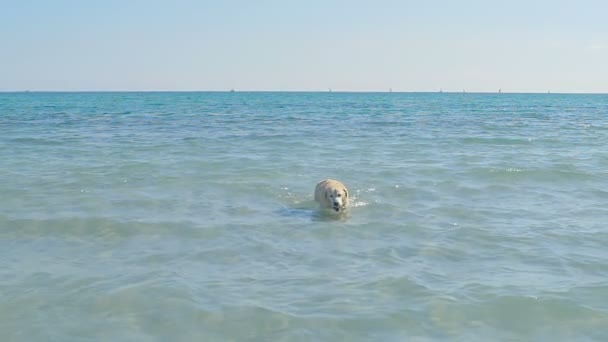 Um cão corre para uma água do mar em uma praia. Labrador retriever vai seguir a pequena bola. Divertindo-se no fim de semana de verão. Movimento lento . — Vídeo de Stock