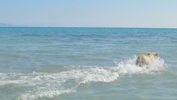 En hund går in i en havsvatten på en strand. Labrador retriever gå följa lite boll. Ha kul på sommaren helgen. Slow motion. — Stockvideo