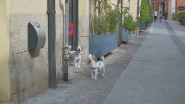 İki köpek asıllarını butik yakınındaki için bekliyor
