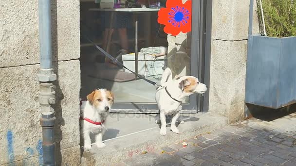 Две собаки ждут своих хозяев возле бутика — стоковое видео