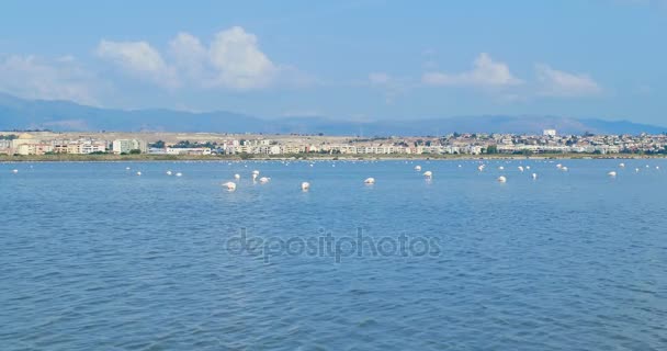 Pembe flamingolar yeme, Cagliari şehir önünde, Sardunya, İtalya. — Stok video