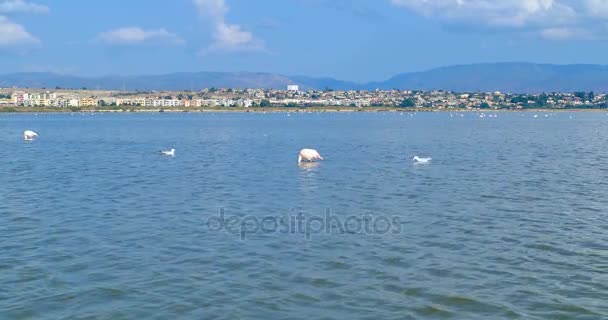 Ροζ φλαμίνγκο που τρώει, μπροστά η πόλη του Κάλιαρι, Σαρδηνία, Ιταλία. — Αρχείο Βίντεο