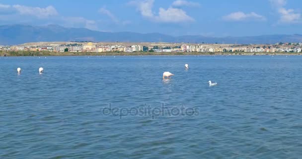 Pink flamingos eating, in front of the city of Cagliari, Sardinia, Italy. — Stock Video