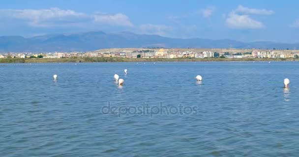 Ροζ φλαμίνγκο που τρώει, μπροστά η πόλη του Κάλιαρι, Σαρδηνία, Ιταλία. — Αρχείο Βίντεο