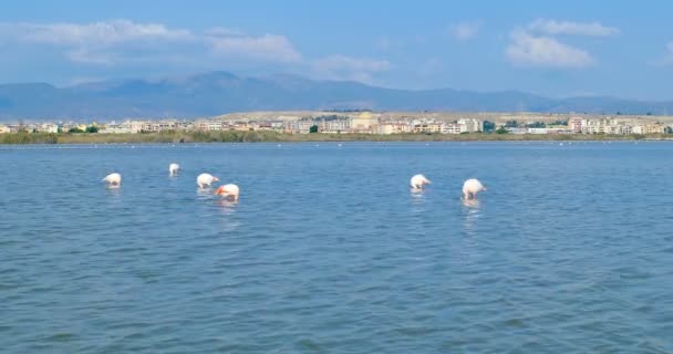 Pink flamingos eating, in front of the city of Cagliari, Sardinia, Italy. — Stock Video