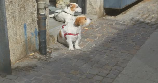 Dos perros esperan a sus amos cerca de la boutique — Vídeos de Stock