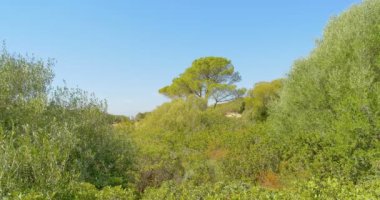 Bush Akdeniz. Sardinya adasında sıcak dağlar.
