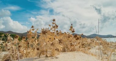 Sarı kuru otlar, arka planda Yeşil dağlar ve beyaz bulutlar kasalı. Biraz, rüzgarlı timelapse