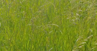 Yeşil çim yakın çekim. Esen rüzgar.