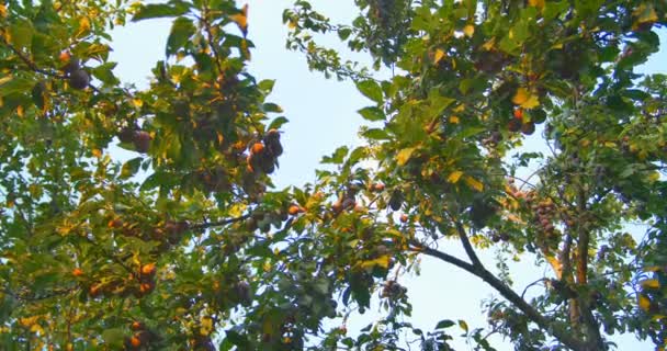 Сливові плоди, що звисають на дереві під час заходу сонця — стокове відео