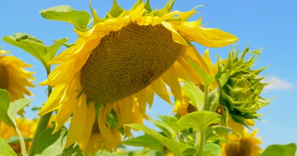 Бджола працює над соняшниковим блакитним небом і сонячною погодою — стокове відео