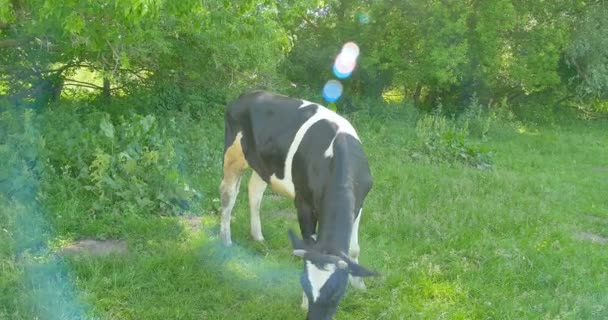 Krowa zjada trawę na łące, na letnie pastwiska. — Wideo stockowe