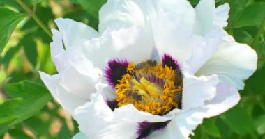 Arı polen Paeonia suffruticosa çiçek üzerinde toplar. Yakın çekim