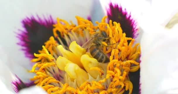 La abeja recoge polen en la flor Paeonia suffruticosa. De cerca. — Vídeo de stock