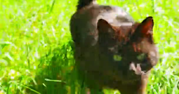 Gato preto engraçado andando na grama verde ir para a câmera . — Vídeo de Stock