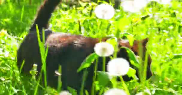 Gato preto engraçado andando na grama verde ir para a câmera . — Vídeo de Stock