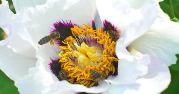 La abeja recoge polen en la flor Paeonia suffruticosa. De cerca. — Vídeo de stock