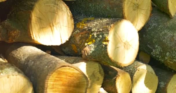 Chopped firewood at the sunny garden — Stock Video