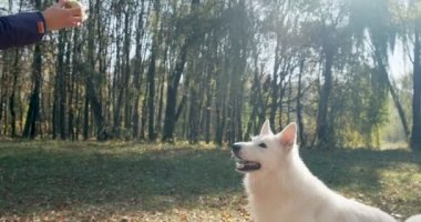 Mutlu kadın güler yüzlü bir şekilde sonbahar parkında köpekle oynuyor. Evcil hayvanlarla sevgi ve arkadaşlık. Beyaz Çoban