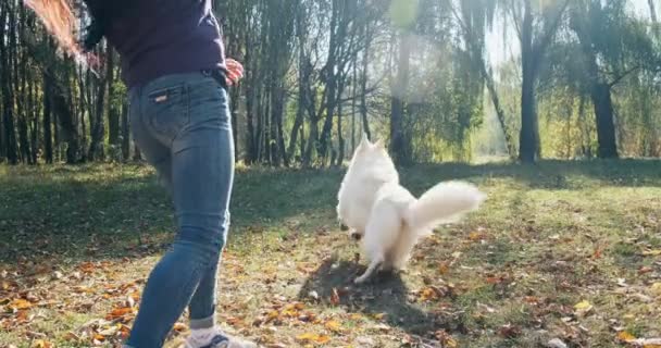 Feliz hembra jugando alegremente con el perro en el parque de otoño. Amor y amistad con los animales domésticos. Pastor blanco — Vídeos de Stock