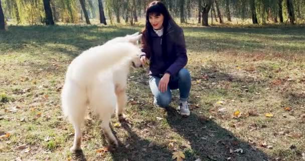 Щаслива жінка весело бавиться і сидить з собакою в осінньому парку. Любов і дружба з домашньою твариною. Білий Пастир — стокове відео