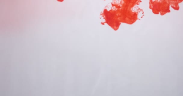 Rode kleur verf inkt druppels in water op witte achtergrond. Stinkende wolk die onder water stroomt. Abstract geïsoleerde wolkenexplosie — Stockvideo