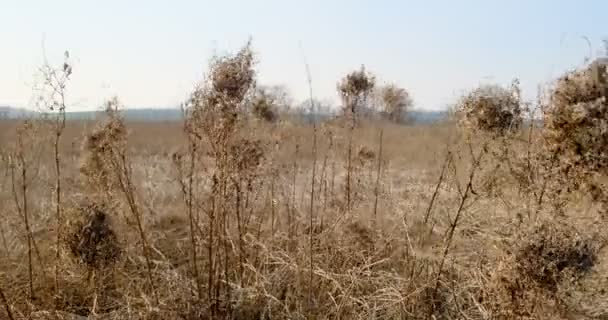 Groot droog gras zwaaiend als gevolg van de wind in een groot veld op een zonnige, lentedag. Sluiten. — Stockvideo