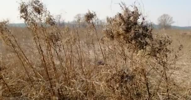 Güneşli bir bahar gününde, büyük bir tarlada rüzgardan dolayı sallanan uzun kuru çimenler. Kapat. — Stok video